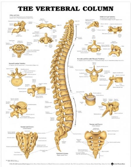 CHART- VERTEBRAL COLUMN – Physiomedonline